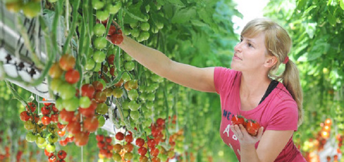 Maxoptra helps The Tomato Stall deliver fresh produce across UK.