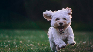 THE RISE OF THE PET SUBSCRIPTION BOX: A TREAT FOR OUR FURRY FRIENDS
