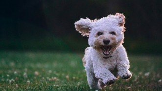 THE RISE OF THE PET SUBSCRIPTION BOX: A TREAT FOR OUR FURRY FRIENDS
