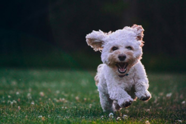 THE RISE OF THE PET SUBSCRIPTION BOX: A TREAT FOR OUR FURRY FRIENDS