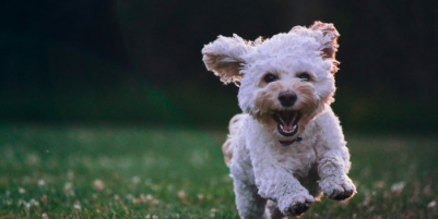 THE RISE OF THE PET SUBSCRIPTION BOX: A TREAT FOR OUR FURRY FRIENDS